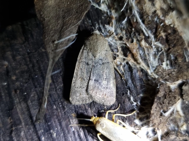 Platyperigea aspersa - homokszínű selymesbagoly