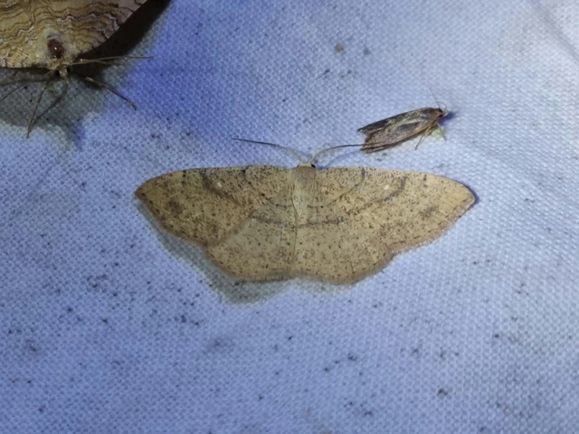 Cyclophora ruficiliaria - vörösrojtú pettyesaraszoló