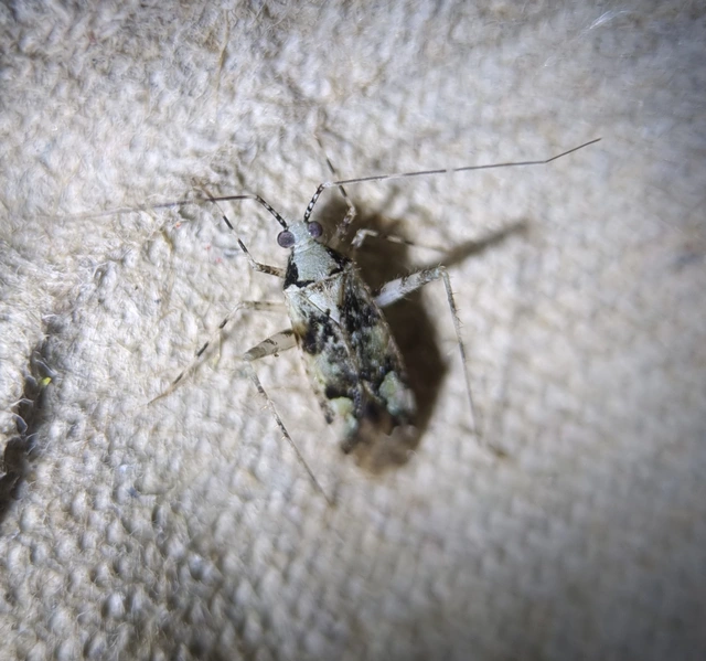 Phytocoris tiliae - hársfapoloska