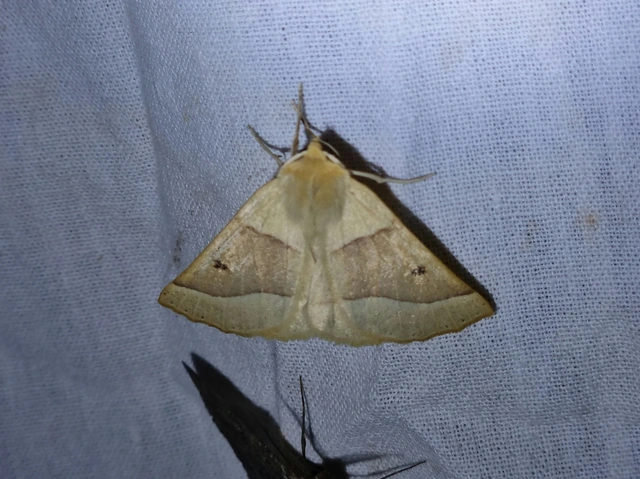 Crocallis elinguaria - sárga sávosaraszoló