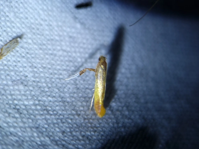 Caloptilia