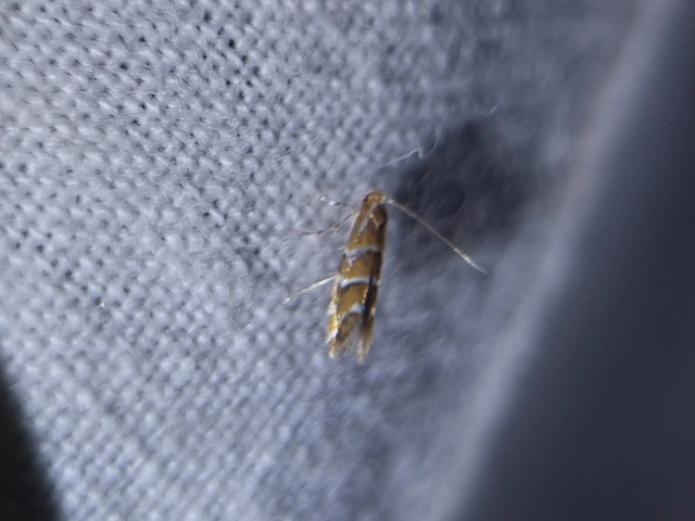 Cameraria ohridella - vadgesztenye-sátorosmoly