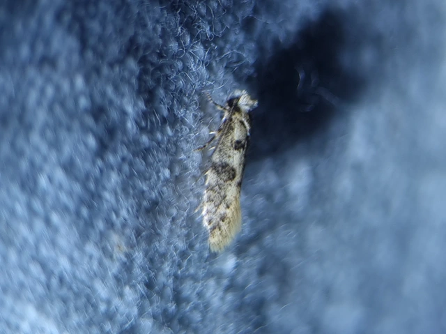 Tineidae - ruhamolyfélék