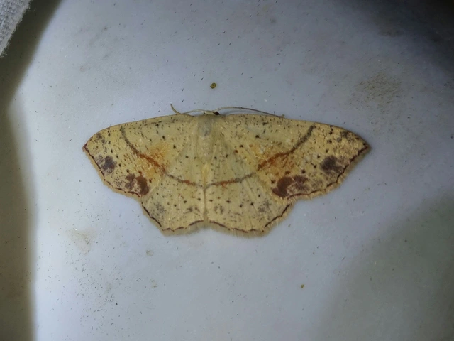 Cyclophora punctaria - sávos pettyesaraszoló