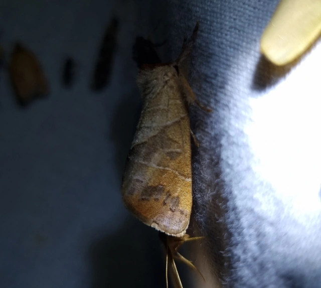 Clostera anastomosis - barna levélszövő