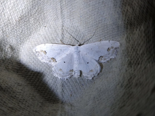 Scopula ornata - díszes fehéraraszoló