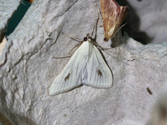 Sitochroa palealis - kénszárnyú dudvamoly