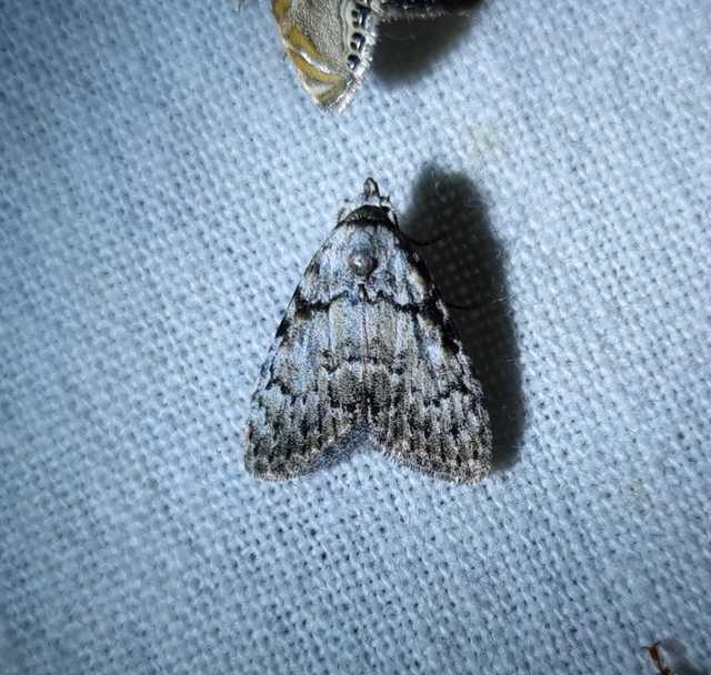 Meganola strigula - hamvas pamacsosszövő