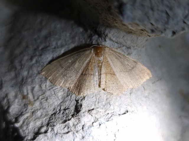 Cyclophora ruficiliaria - vörösrojtú pettyesaraszoló