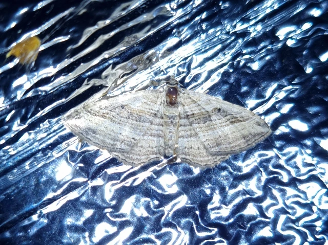 Costaconvexa polygrammata - soksávú araszoló