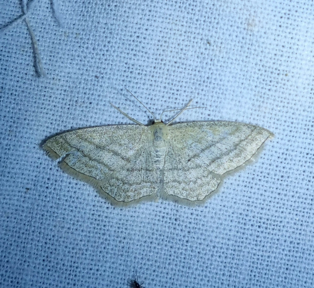 Scopula virgulata - vesszős sávosaraszoló