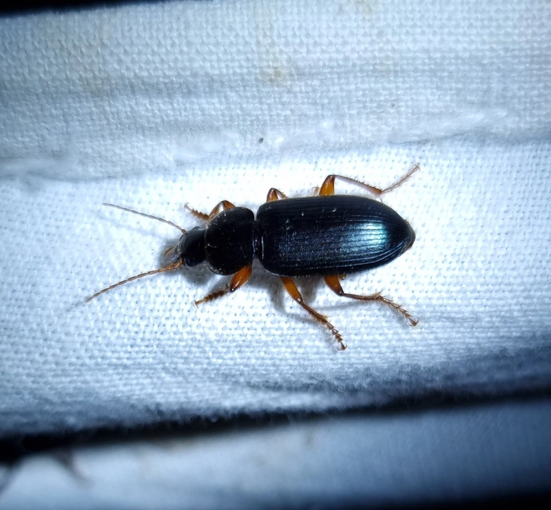 Ophonus ardosiacus - kereknyakú bársonyfutó