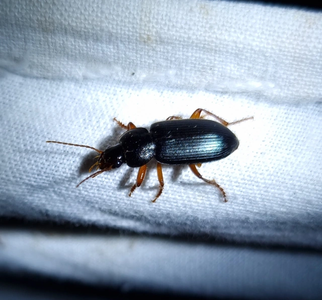 Ophonus ardosiacus - kereknyakú bársonyfutó