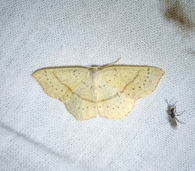 Cyclophora punctaria - sávos pettyesaraszoló