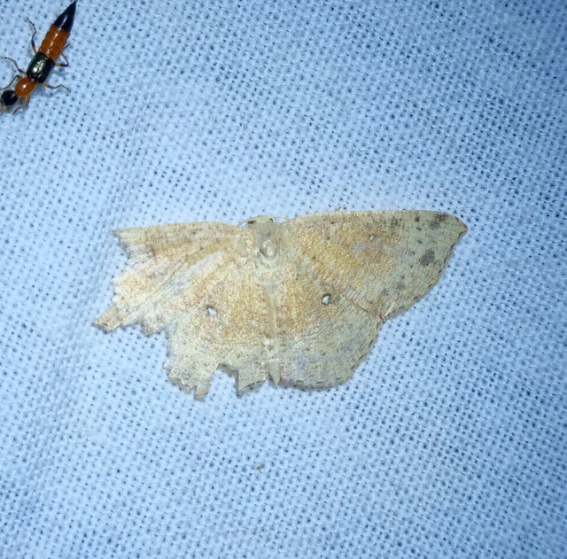 Cyclophora porata - körös pettyesaraszoló