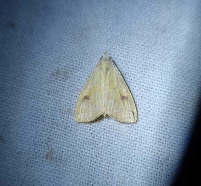Rivula sericealis - selymes lórombagoly