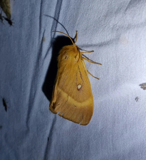 Lasiocampa quercus - tölgyfaszövő