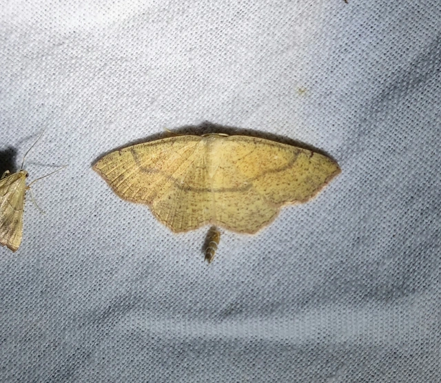 Cyclophora ruficiliaria - vörösrojtú pettyesaraszoló