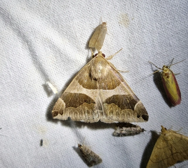 Dysgonia algira - déli porcelánbagoly