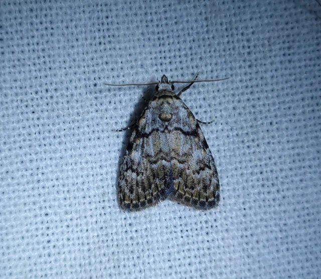 Meganola strigula - hamvas pamacsosszövő
