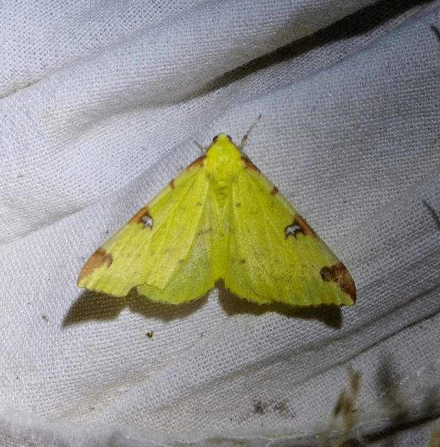 Opisthograptis luteolata - citromsárga araszoló