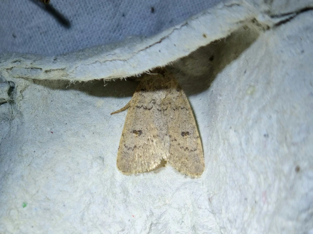 Platyperigea aspersa - homokszínű selymesbagoly