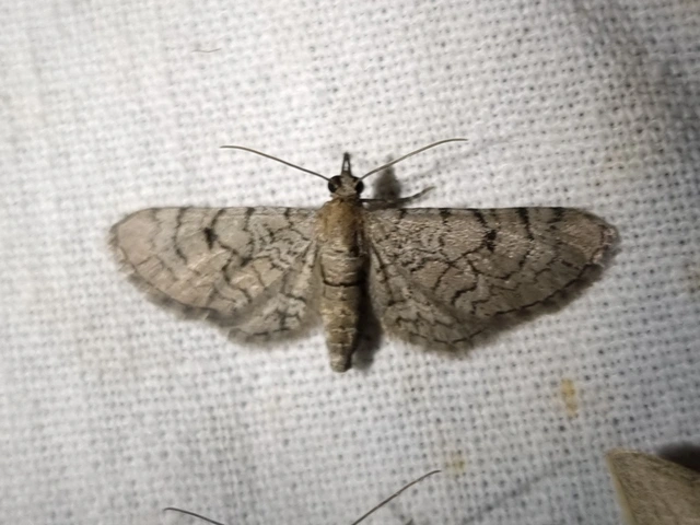 Eupithecia venosata - mécsvirág-törpearaszoló