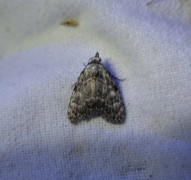 Meganola strigula - hamvas pamacsosszövő