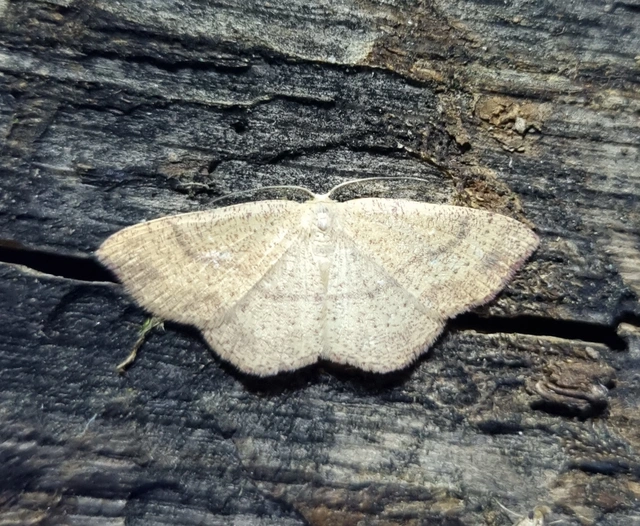 Cyclophora ruficiliaria - vörösrojtú pettyesaraszoló