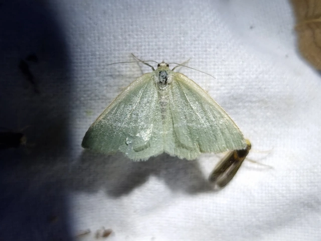 Chlorissa viridata/cloraria