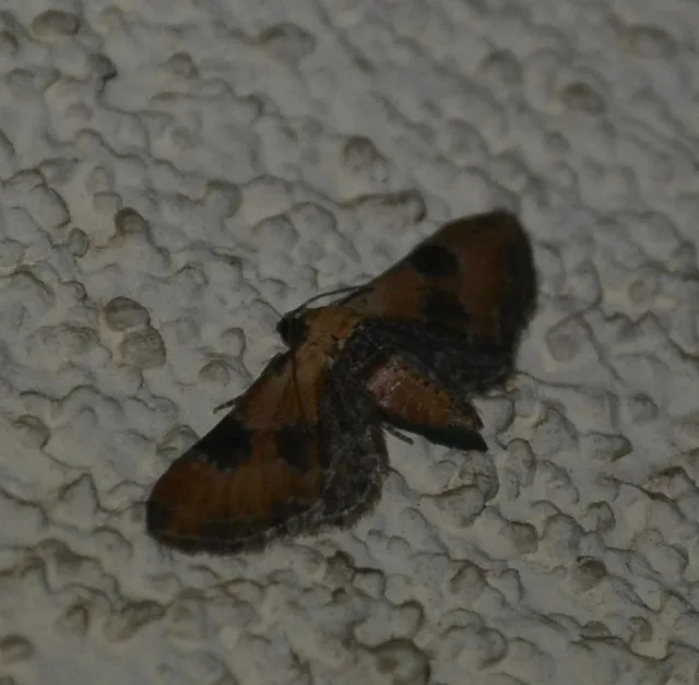 Eupithecia gueneata - téglavörös törpearaszoló Eupithecia gueneata - téglavörös törpearaszoló