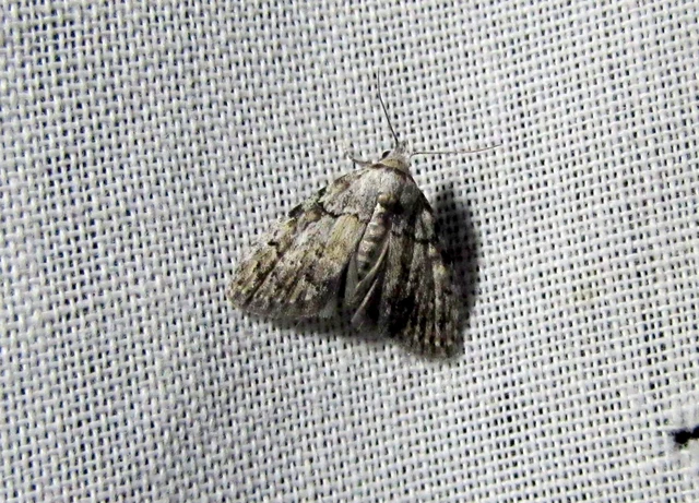 Meganola strigula - hamvas pamacsosszövő