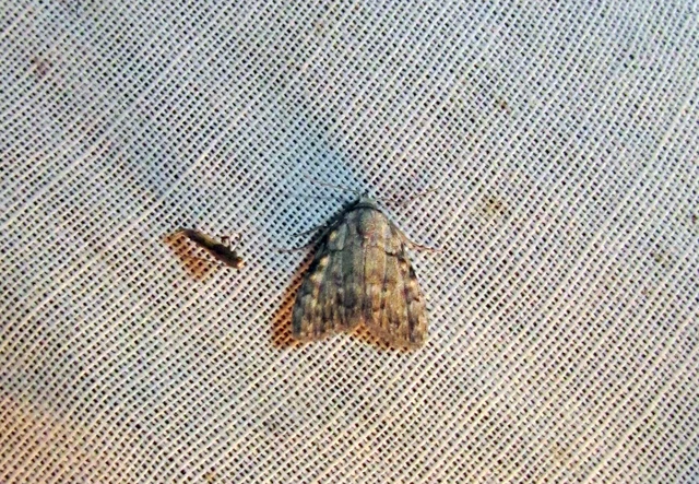 Meganola strigula - hamvas pamacsosszövő