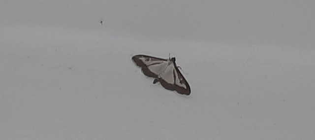 Cydalima perspectalis - puszpáng-tűzmoly