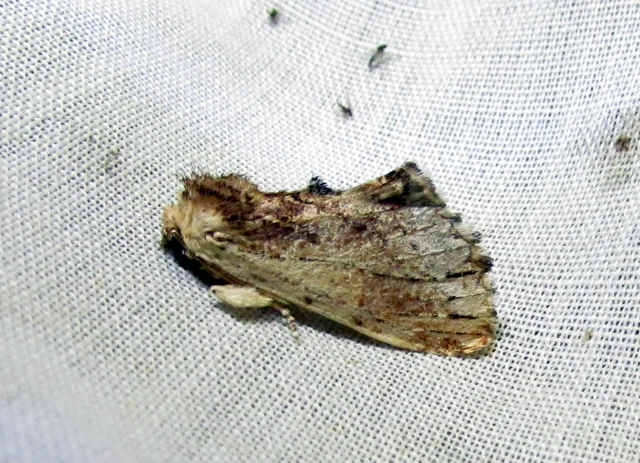 Ptilodon cucullina - csuklyás púposszövő