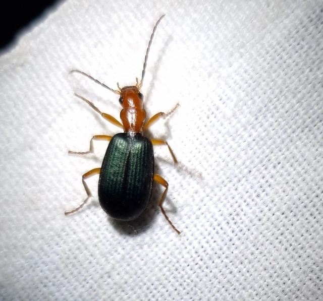 Brachinus crepitans - nagy pöfögőfutrinka