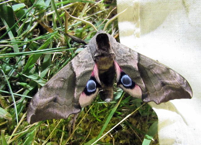 Smerinthus ocellatus - esti pávaszem