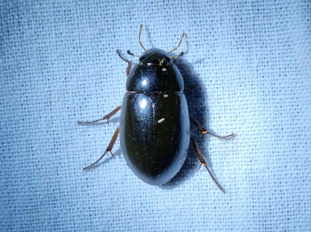 Hydrochara caraboides - kis csibor
