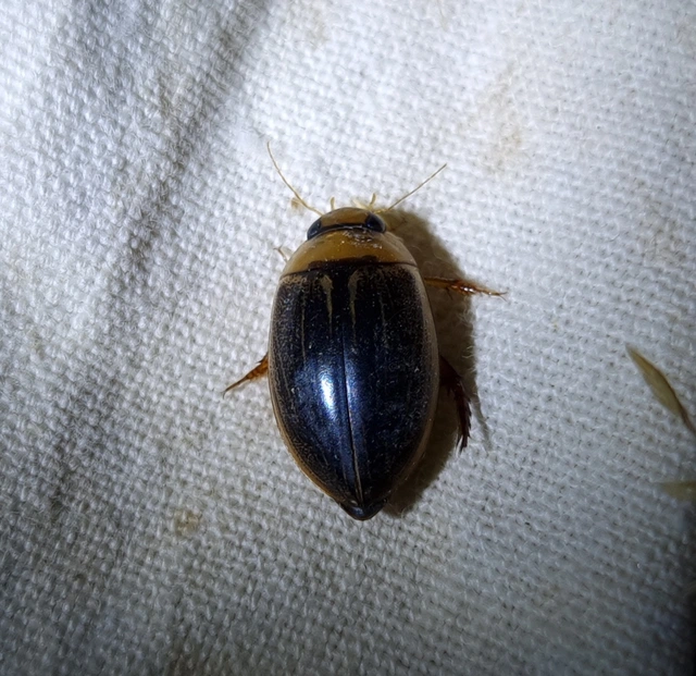 Hydaticus grammicus - déli mocsáricsíkbogár