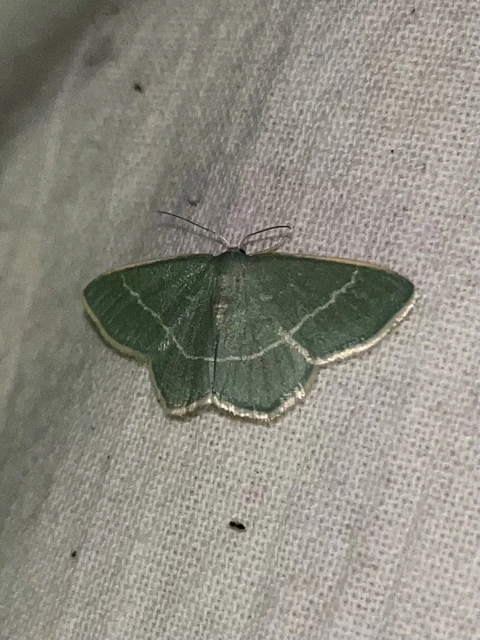 Chlorissa viridata - üdezöld araszoló