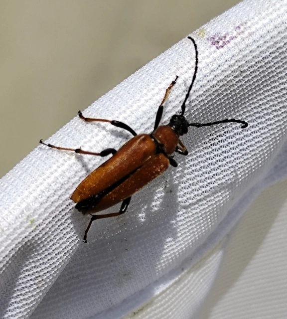 Stictoleptura rubra - vörös virágcincér
