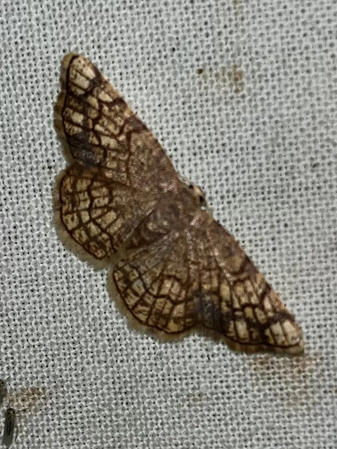 Stegania dilectaria - fehérnyár-araszoló