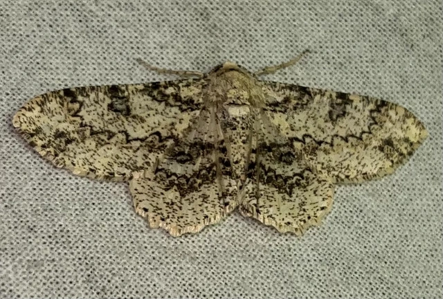 Ascotis selenaria - holdas faaraszoló