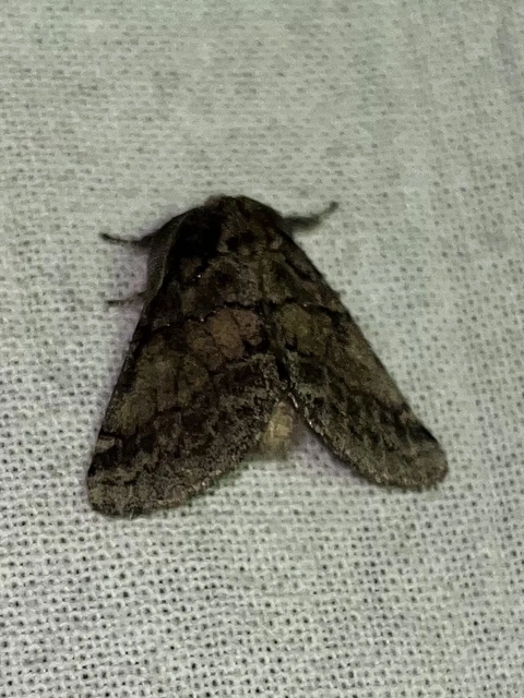 Gluphisia crenata - kormos púposszövő