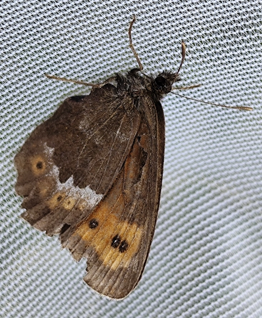 Erebia euryale