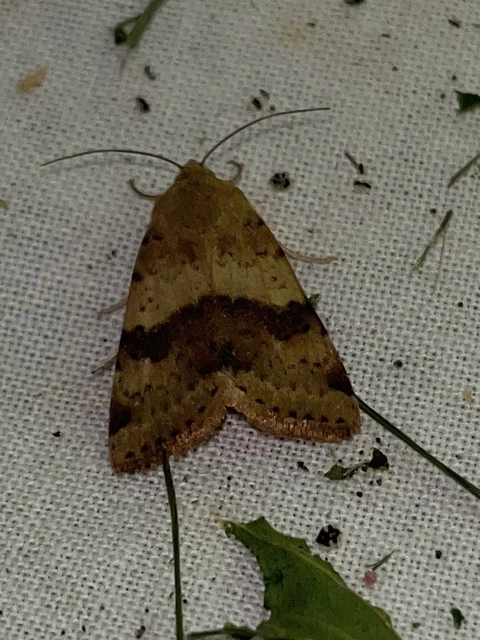 Heliothis viriplaca - mácsonyabagoly