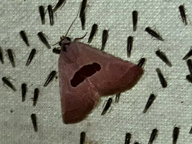 Calymma communimacula - pajzstetűfaló bagoly