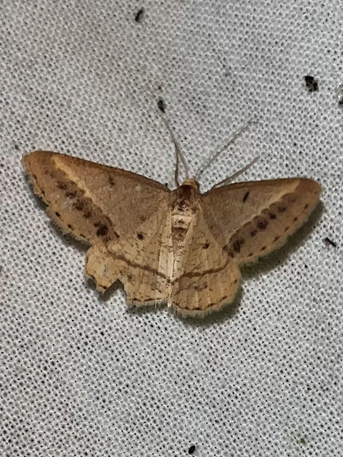 Tephrina arenacearia - lucerna-araszoló