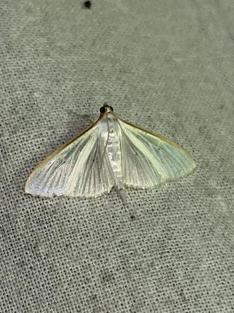Palpita vitrealis - hófehér tűzmoly