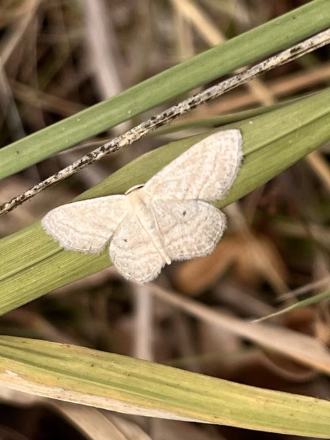 Scopula virgulata - vesszős sávosaraszoló